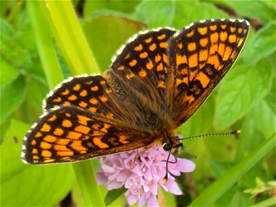 motýl hnědásek jitrocelový z Podkomorských lesů, Česká republika, jižní Morava