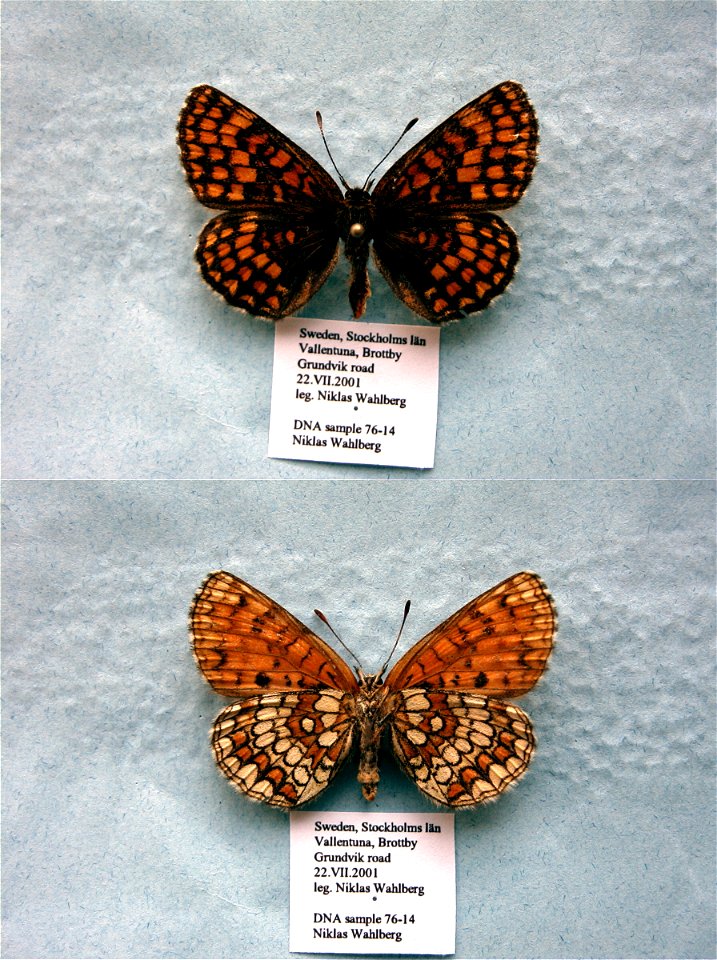 SWEDEN.  Vallentuna, StockholmslÃ¤n,  BJLS 2009,  Exemplar,  <a href="http://nymphalidae.utu.fi/story.php?code=NW76-14" rel="nofollow">see in our database</a>