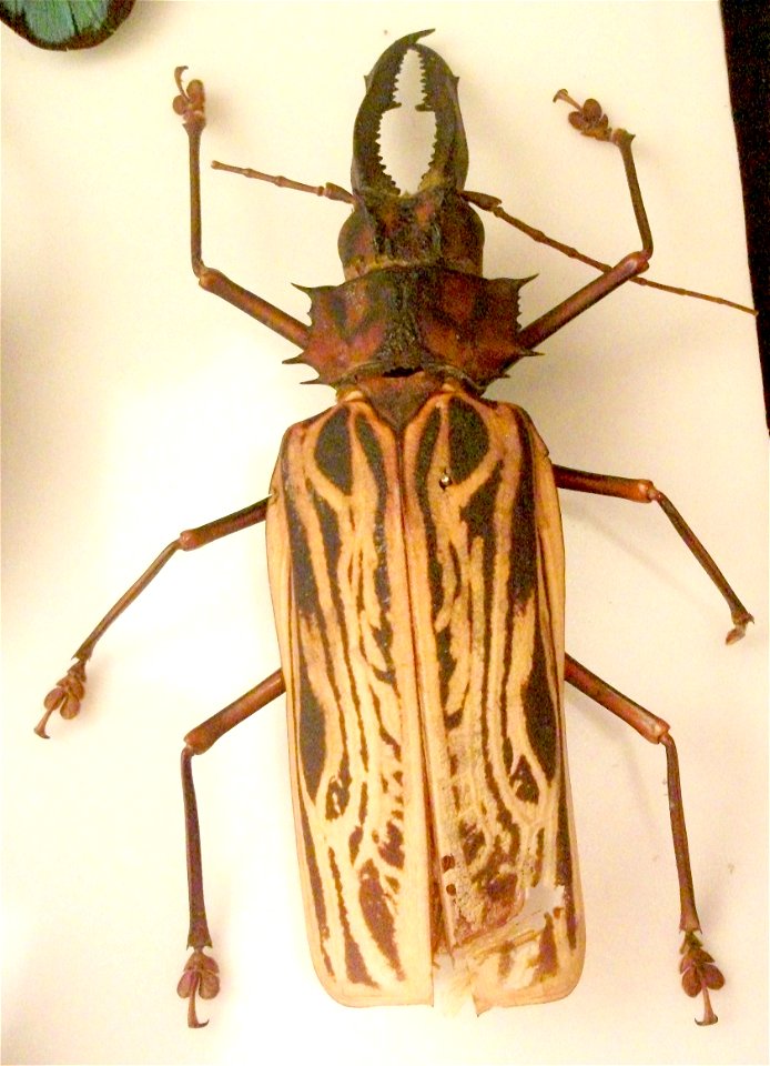 A big insect, as big as your hand, on display in Bedford Museum.