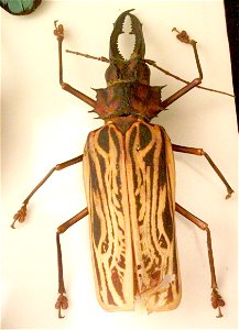 A big insect, as big as your hand, on display in Bedford Museum. photo