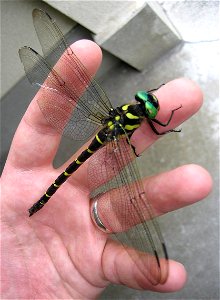 A picture of Anotogaster sieboldii resting on a person's hand in Aizu-wakamatsu, Fukushima Prefecture, Japan. Picture was taken with a Canon Power Shot SD450 Digital Elph camera and modified using a P