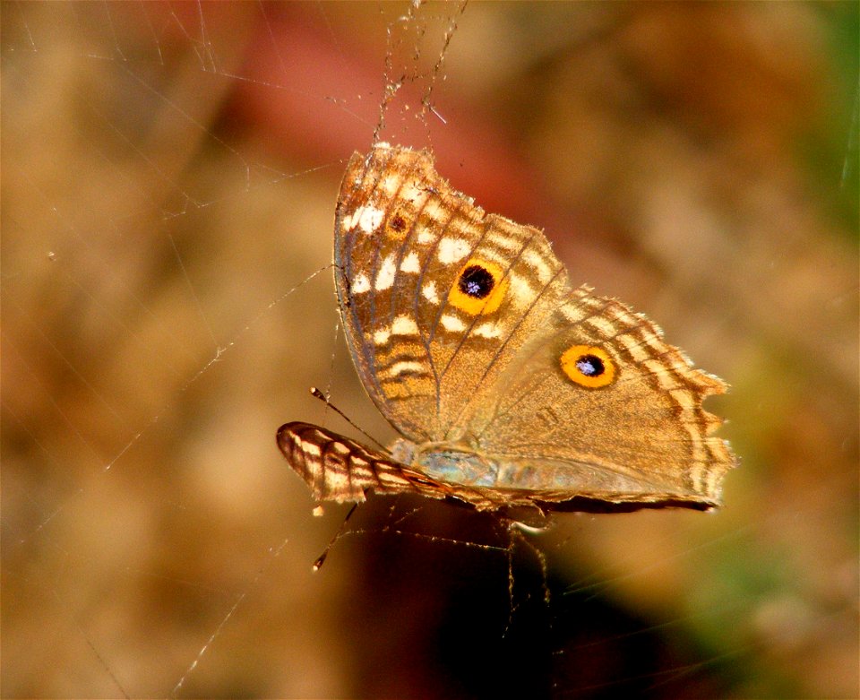 Lemon Pansy_Junonia lemonias