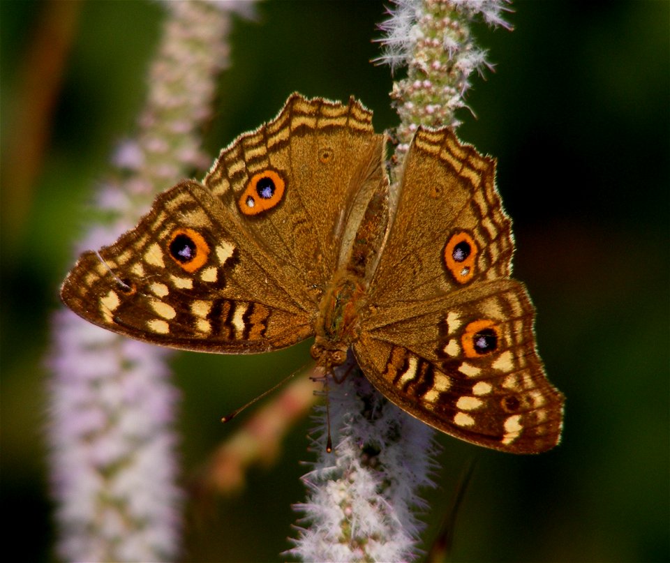 Lemon Pansy_Junonia Lemonias
