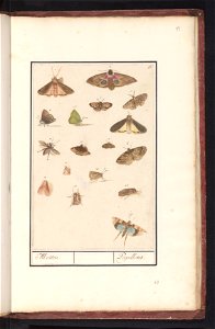 IdentificatieTitel(s): Vlinders en mottenMotten. / Papillons (titel op object)Objecttype: tekening Objectnummer: RP-T-BR-2017-1-6-83Omschrijving: Blad met zeventien vlinders en motten of nachtvlinders