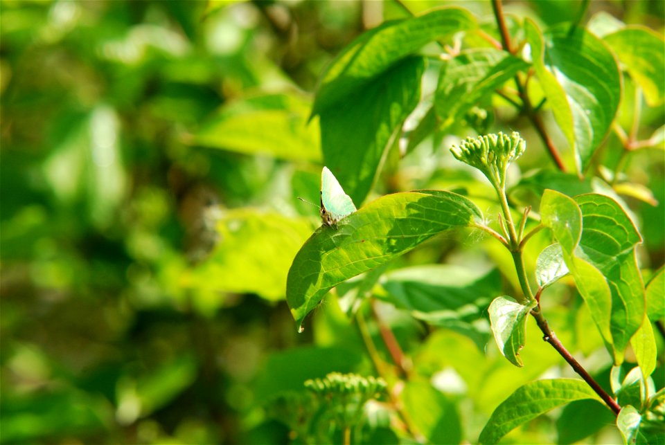 Callophrys rubi - Green Hairstreak