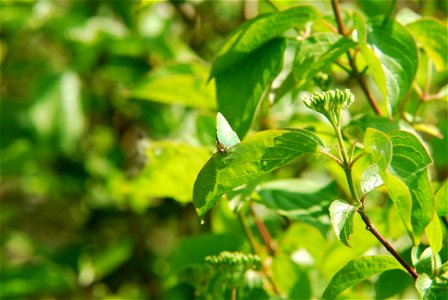 Callophrys rubi - Green Hairstreak
