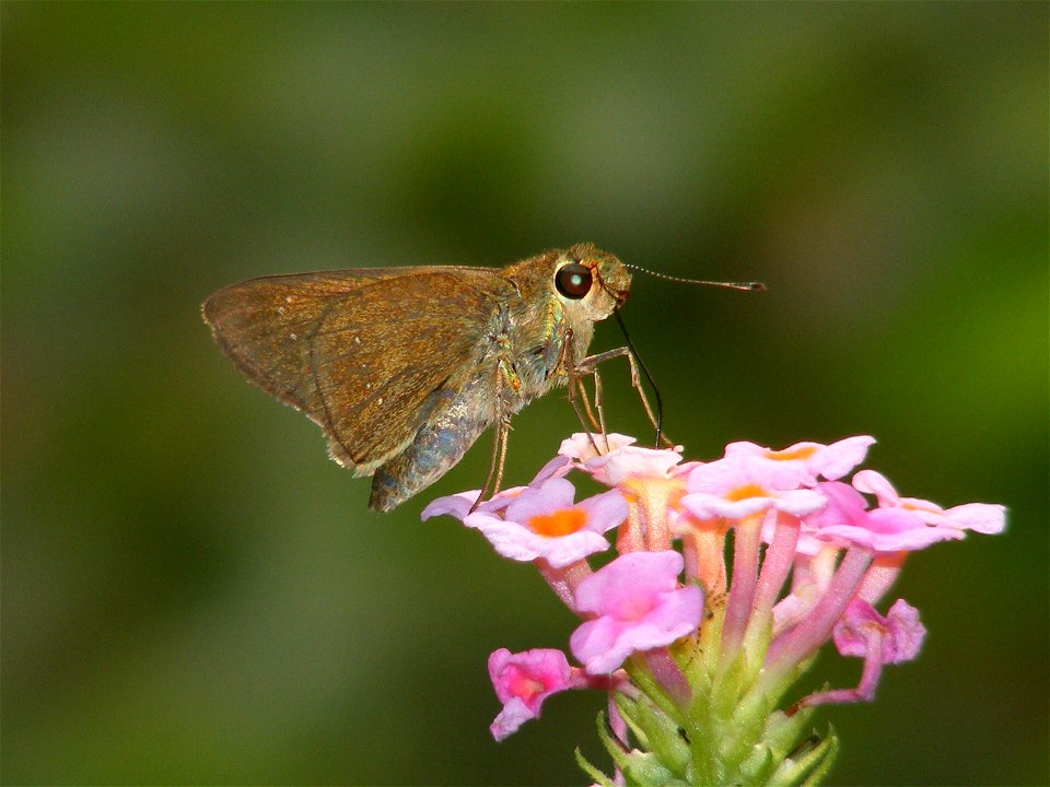 Small Branded Swift_Pelopidas mathias