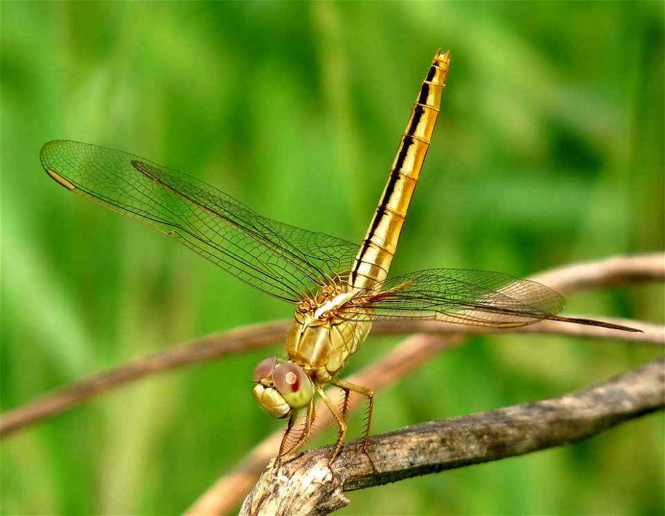 Crocothemis servilia female
Crocothemis servilia, Ruddy Marsh Skimmer (Scarlet Skimmer), is a species of dragonfly of the family Libellulidae, native to East and Southeast Asia. 
The fully adult male 