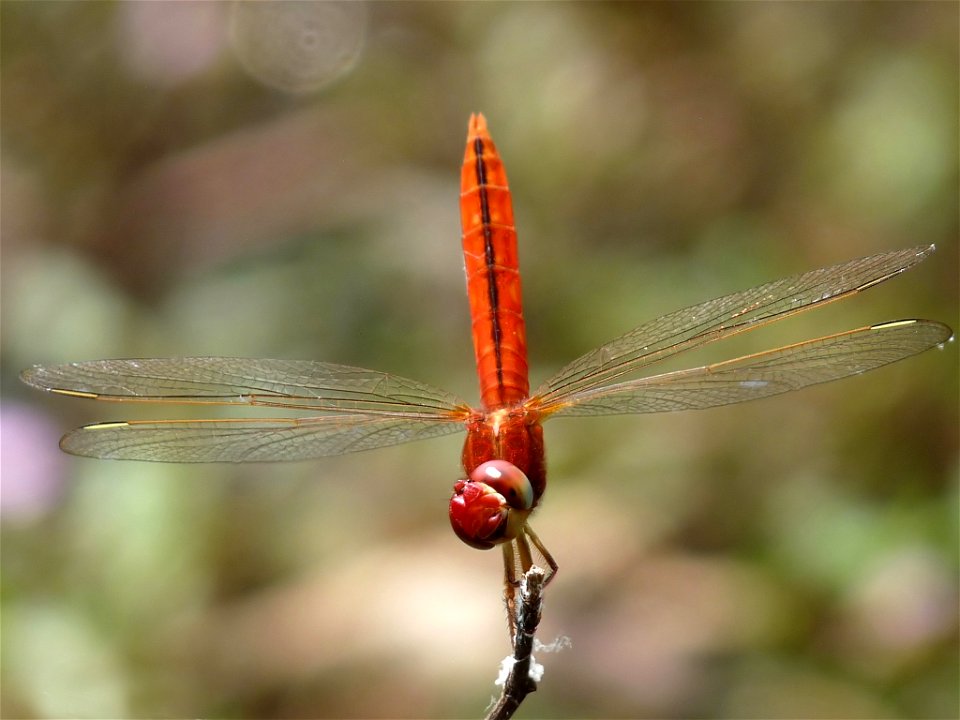 Crocothemis servilia male
Crocothemis servilia is a species of dragonfly of the family Libellulidae, native to east and southeast Asia and introduced to Florida and Hawaii. It is a medium sized blood 