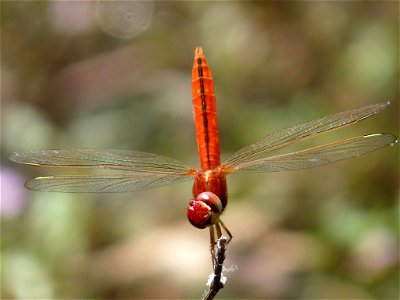 Crocothemis servilia male Crocothemis servilia is a species of dragonfly of the family Libellulidae, native to east and southeast Asia and introduced to Florida and Hawaii. It is a medium sized blood photo