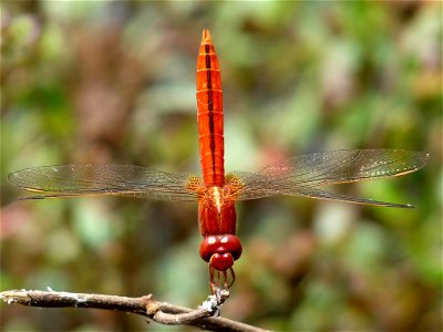 Crocothemis servilia male Crocothemis servilia is a species of dragonfly of the family Libellulidae, native to east and southeast Asia and introduced to Florida and Hawaii. It is a medium sized blood photo