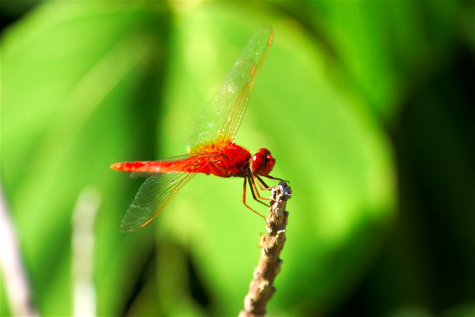 Male, Okinawa
Crocothemis Servilia Servilia
