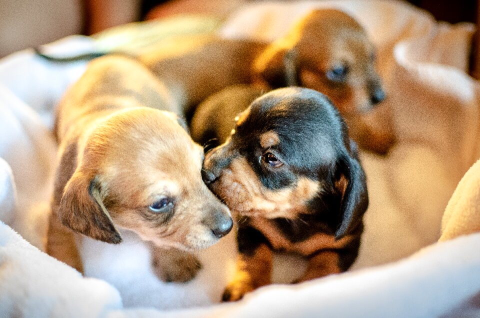 Dog dachshund brown