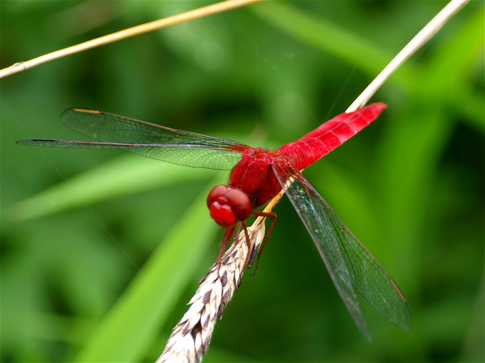 Crocothemis servilia mariannae in Tombo Shizen Koen, Shimanto, Kochi, Japan.