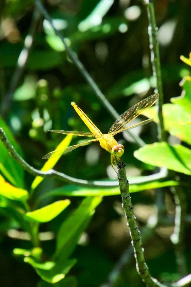 Female, Okinawa
Crocothemis Servilia Servilia