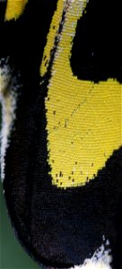 Cairns Birdwing, Ornithoptera euphorion, extreme close up of wing.