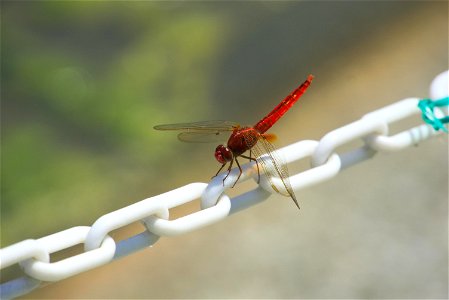 Male, Okinawa Crocothemis Servilia Servilia photo