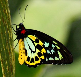 Cairns Birdwing Butterfly Kuranda Butterfly Sanctuary photo