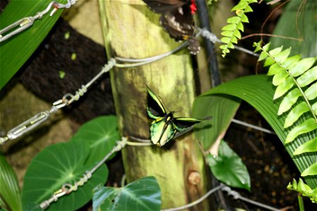 A male Cairns Birdwing butterfly, A crop of this image is at en:File:Male Cairns Birdwing.JPG. Kuranda Butterfly Farm, Kuranda, Australia. photo