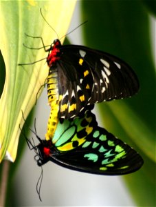 Pair of Cairns Birdwing Butterflys Kuranda Butterfly Sanctuary photo