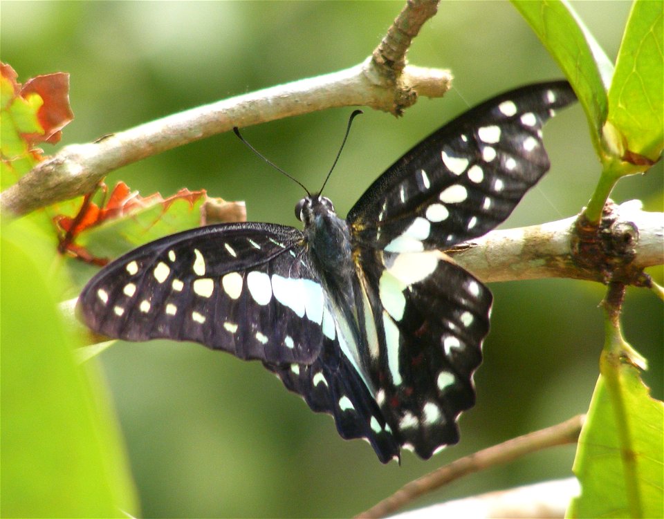 Common Jay _Graphium doson