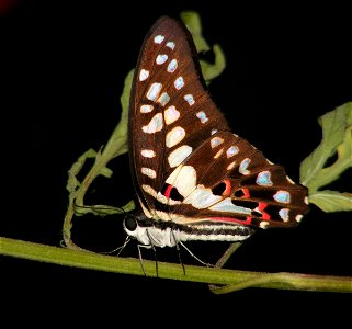 Life Cycle of Common Jay _Graphium doson