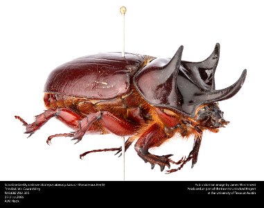 Coleoptera Scarabaedae Dynastinae Strategus Aloeus Julianus -- Rhinoceros Beetle
Trinidad, W.I. Caura Valley
N10.682 W61.365
27-31.vi.2006

A.W. Hook