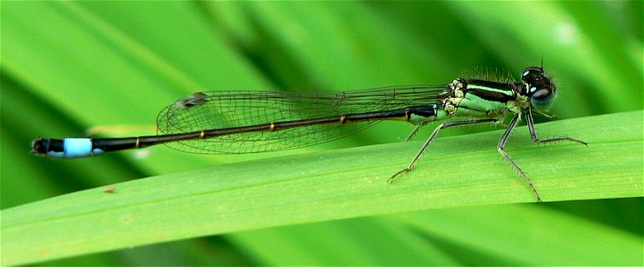 Blue-tailed damselfly, Ischnura elegans, young male