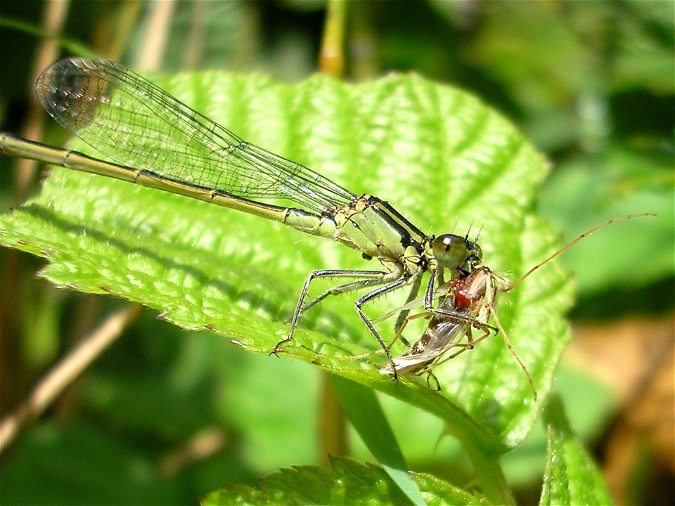 Female Blue-tailed damselfly in "infuscans" color variety (Ischnura elegans f. infuscans). Determination confirmed by Rüdiger Bartsch (Thanks!). Location: Shoulder of highway A10 in Amsterdam (south r photo