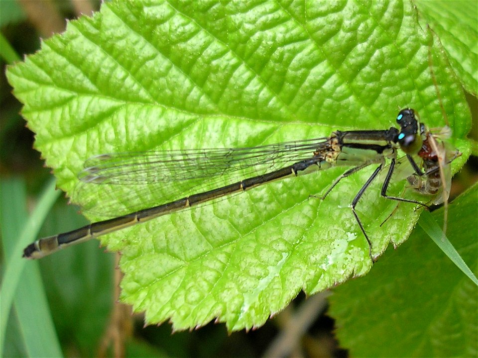 Female Blue-tailed damselfly in "infuscans" color variety (Ischnura elegans f. infuscans). Determination confirmed by Rüdiger Bartsch (Thanks!).
Location: Shoulder of highway A10 in Amsterdam (south r