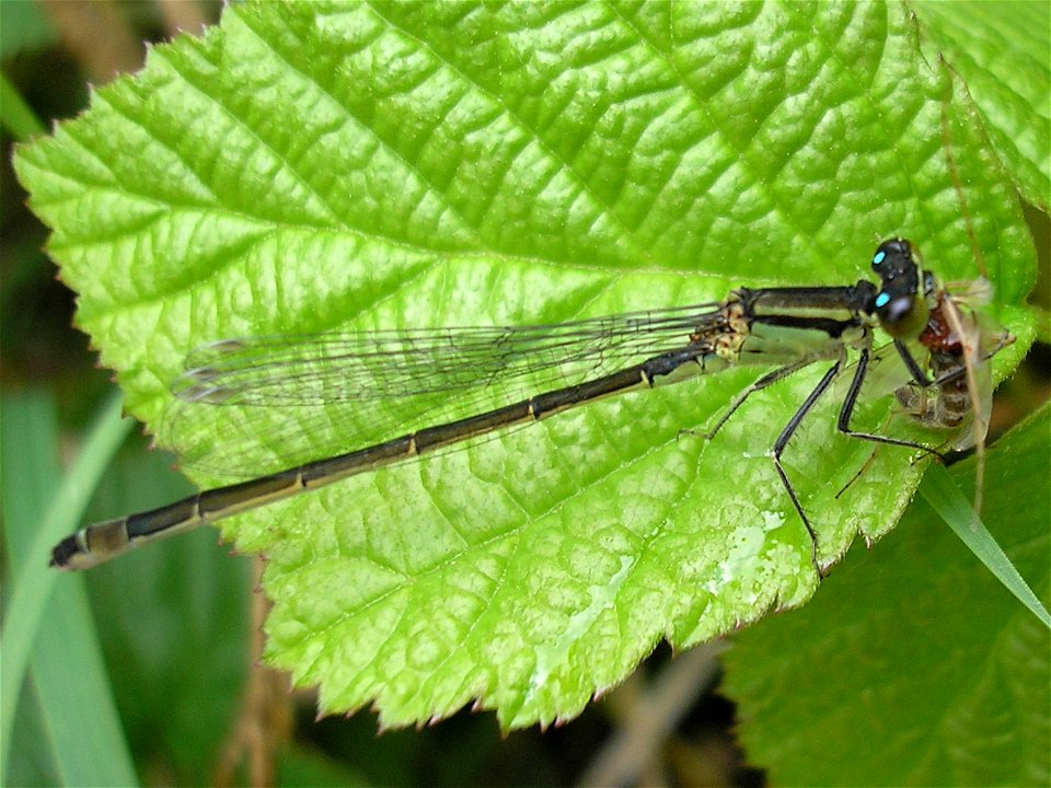 Female Blue-tailed damselfly in "infuscans" color variety (Ischnura elegans f. infuscans). Determination confirmed by Rüdiger Bartsch (Thanks!). Location: Shoulder of highway A10 in Amsterdam (south r photo