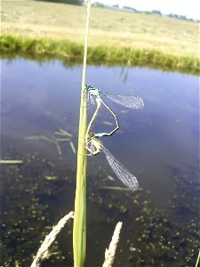 This photo shows two mating odonata