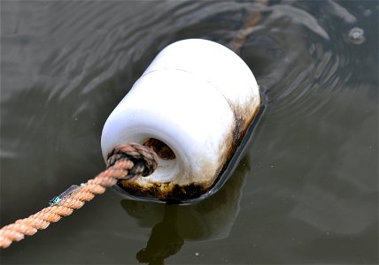 Schwimmleine im Seeburger See bei Göttingen, 9.8.2014. Detailaufnahme eines Elements, mit Libelle Ischnura elegans. Foto: F. Welter-Schultes