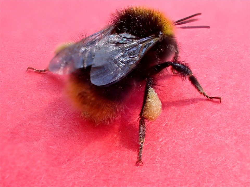 Early Bumble Bee (Bombus pratorum) photo