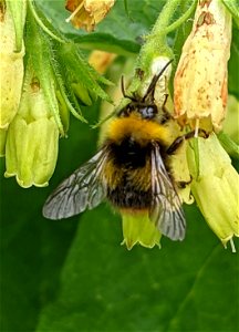 Early Bumble Bee (Bombus pratorum) photo