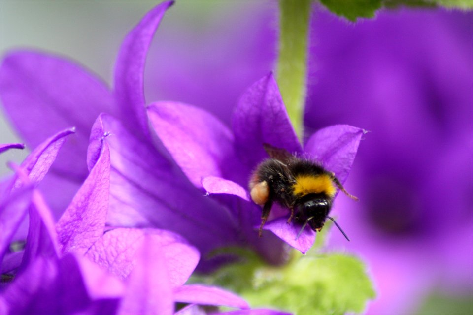 Bumblebee, Bombus pratorum, on a garden flower in Tromsø, Norway.