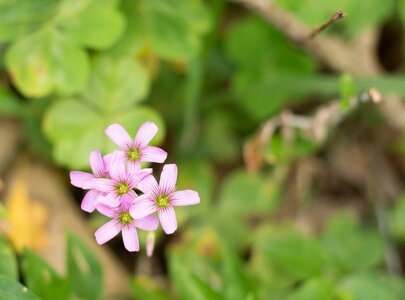 Beautiful blur garden