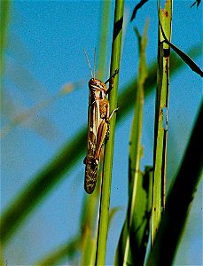 Adult Red Locust (Nomadacris septemfasciata) on wild sorghum in the Wembere Plains in Central Tanzania in February 2003.