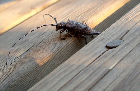 A picture of Acanthocinus aedilis (female) photo