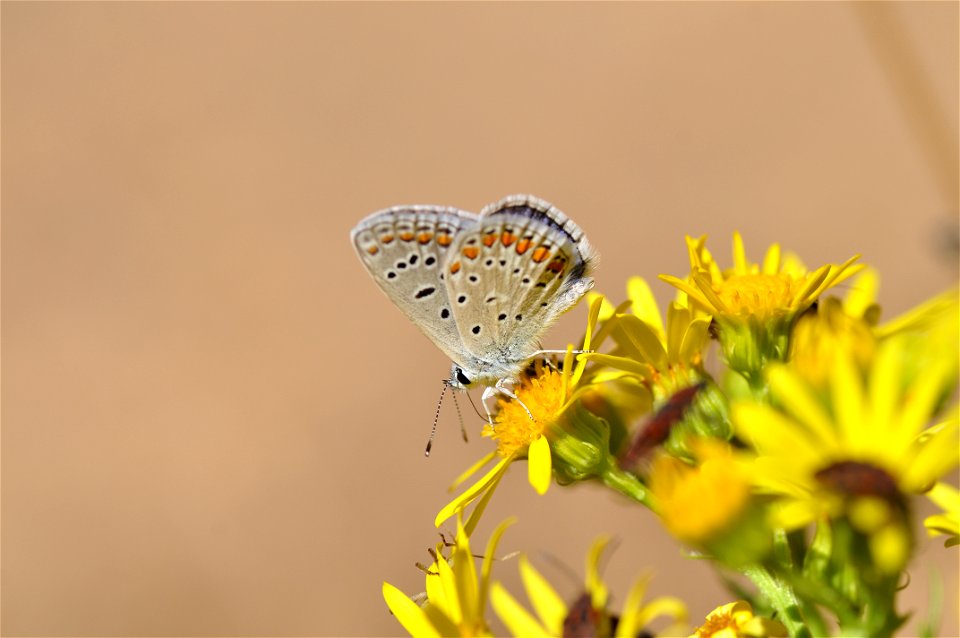 Plebejus argus es una especie de mariposa de la familia Lycaenidae. Presenta manchas de color azul metálico en la parte inferior de las alas traseras.
