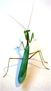 A male Miomantis caffra, an African species of praying mantis. The male is of slight build compared to the female (shown e.g. here) and is able to fly. This photo was taken in my room in Central Auckl photo