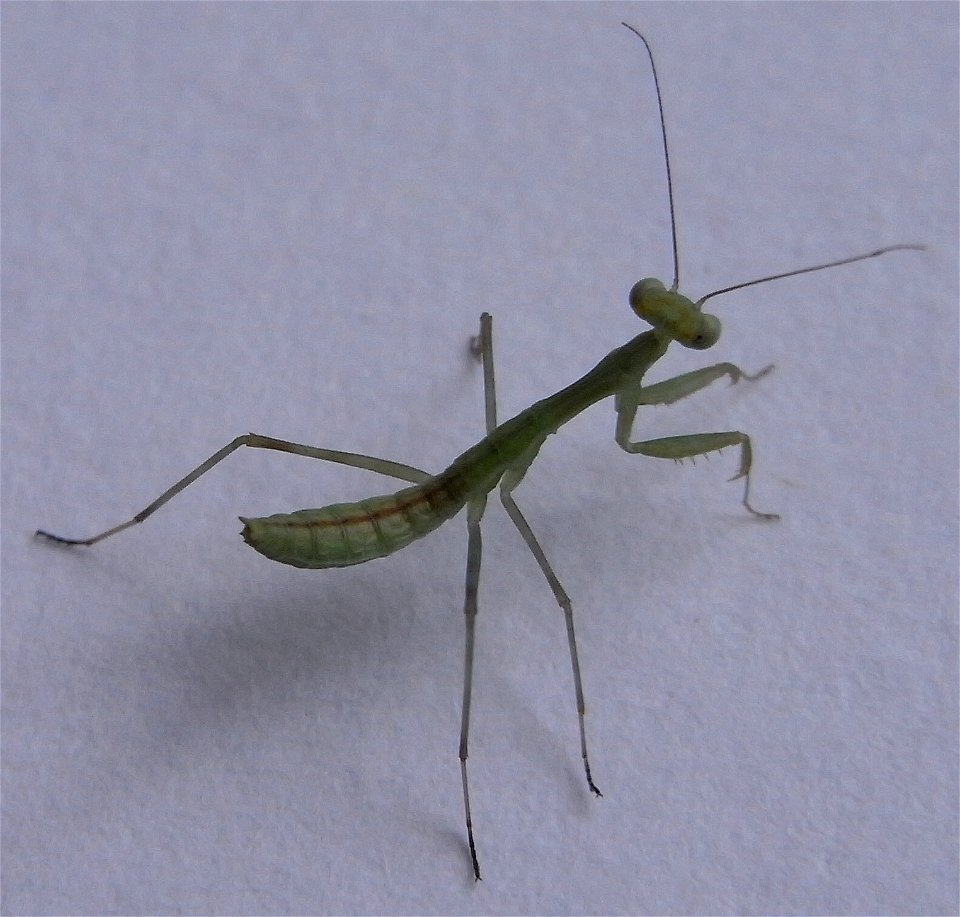 A second instar nymph of the praying mantis species Miomantis caffra, taken on a paper background indoors. The second instar nymphs are more green in colour than the first instar, which are more brown