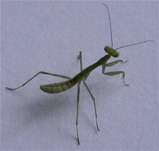 A second instar nymph of the praying mantis species Miomantis caffra, taken on a paper background indoors. The second instar nymphs are more green in colour than the first instar, which are more brown photo