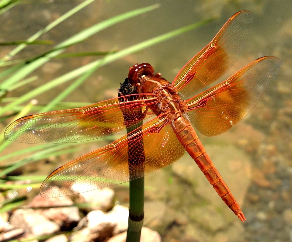 Male Libellula saturata in New Braunfels, Texas