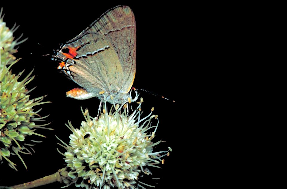 Image title: Gray hairstreak butterfly strymon melinus on tattlesnake master plant Image from Public domain images website, http://www.public-domain-image.com/full-image/fauna-animals-public-domain-im photo