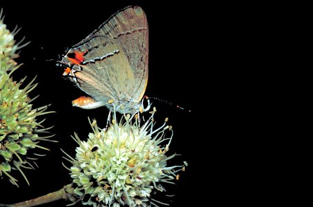 Image title: Gray hairstreak butterfly strymon melinus on tattlesnake master plant Image from Public domain images website, http://www.public-domain-image.com/full-image/fauna-animals-public-domain-im photo