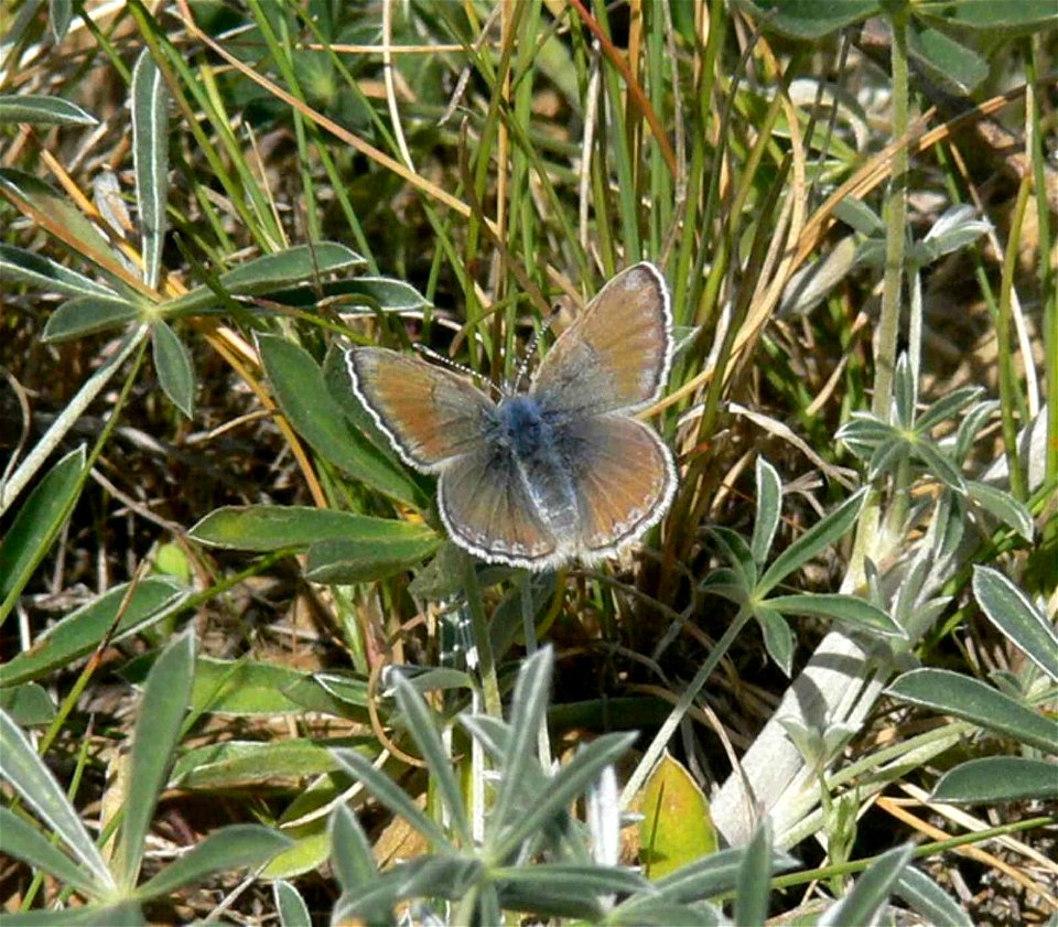 Image title: Female mission blue butterfly lands on a patch of grass Image from Public domain images website, http://www.public-domain-image.com/full-image/fauna-animals-public-domain-images-pictures/ photo