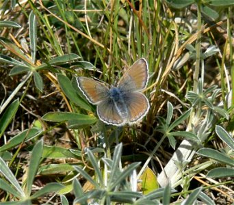 Image title: Female mission blue butterfly lands on a patch of grass
Image from Public domain images website, http://www.public-domain-image.com/full-image/fauna-animals-public-domain-images-pictures/