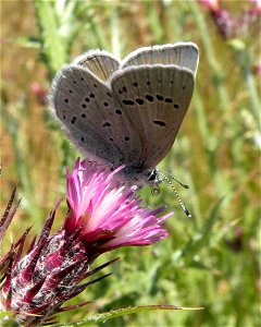 Mission Blue Butterfly_Female