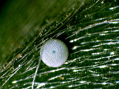 Image title: Mission blue butterfly egg macro insect picture
Image from Public domain images website, http://www.public-domain-image.com/full-image/fauna-animals-public-domain-images-pictures/insects-